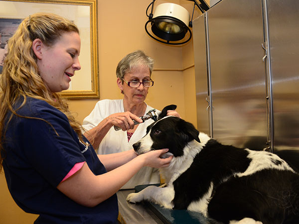 Our Veterinary Services at Fern Creek Medical Center