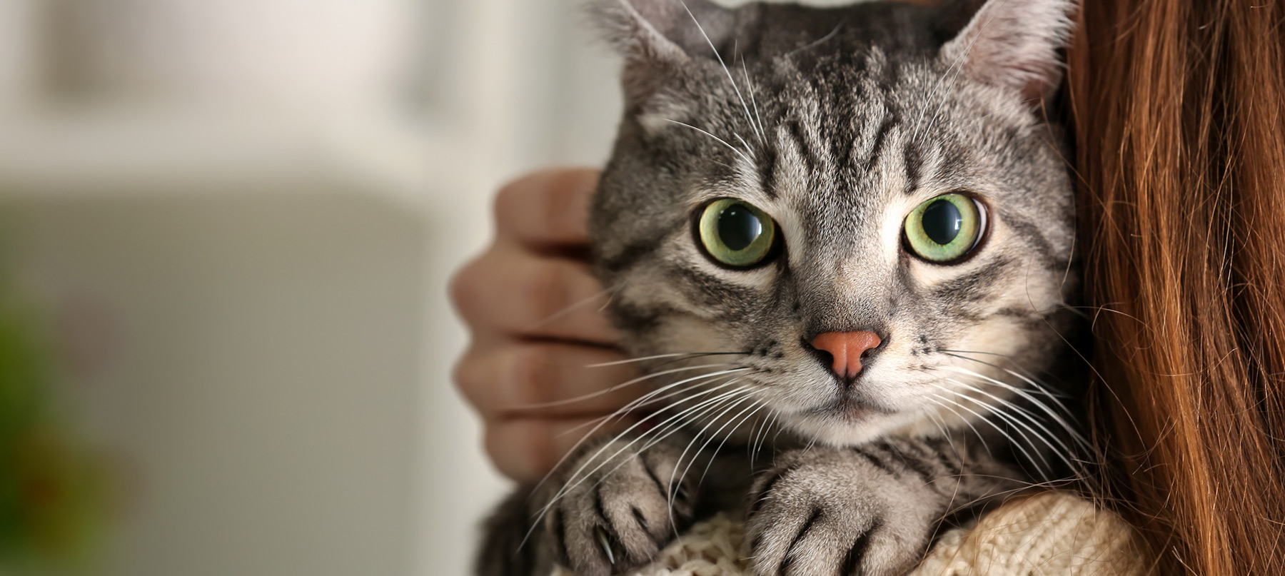 Jefferson Animal Hospital Fern Creek logo