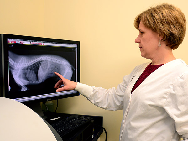 Digital Radiology for Pets at Fern Creek Medical Center