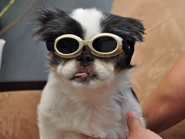 Laser Therapy for Pets at Fern Creek Medical Center