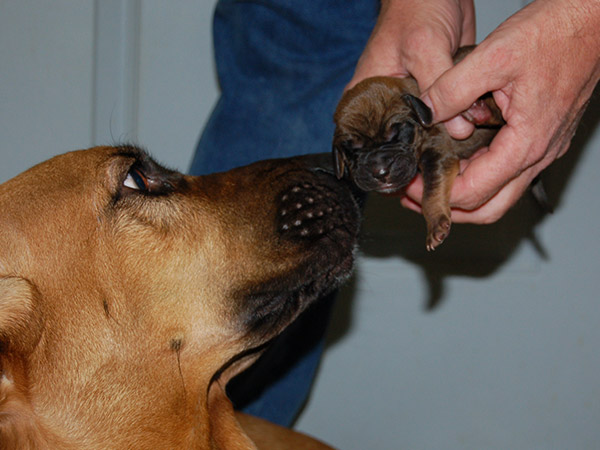 Puppy & Kitten Care at Fern Creek Medical Center