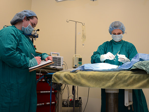 Pet Surgery at Fern Creek Medical Center