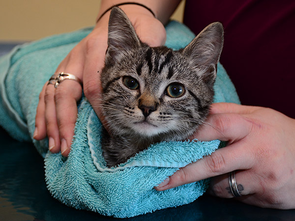 Wellness Care for Pets at Fern Creek Medical Center
