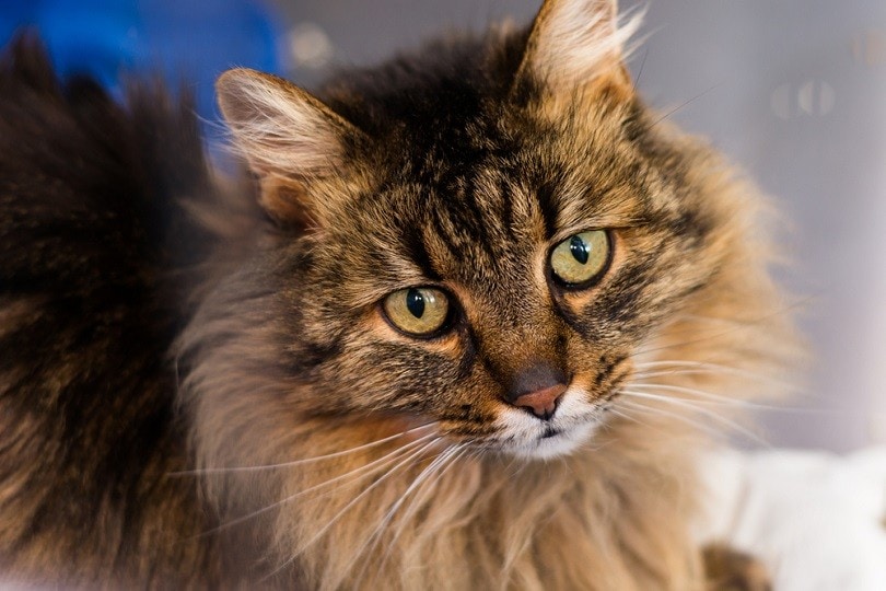 Popular Cat Breed: Domestic Long Hair - Jefferson Animal Hospital